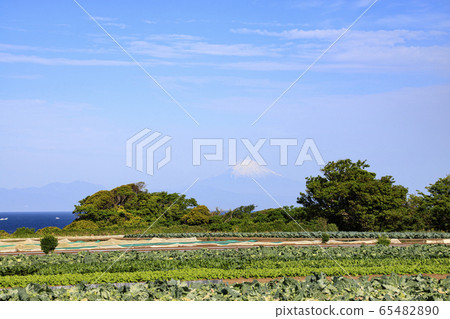 Field (early summer) Field (early summer) 65482890