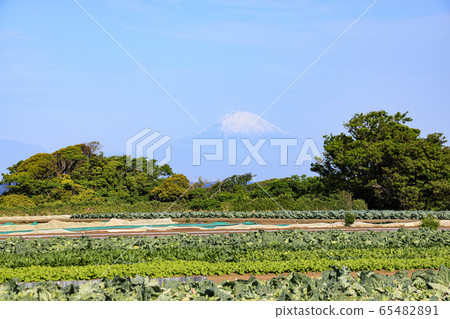 Field (early summer) Field (early summer) 65482891