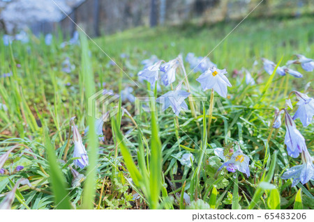 Hananira在雨中長野縣關閉了濕花 65483206