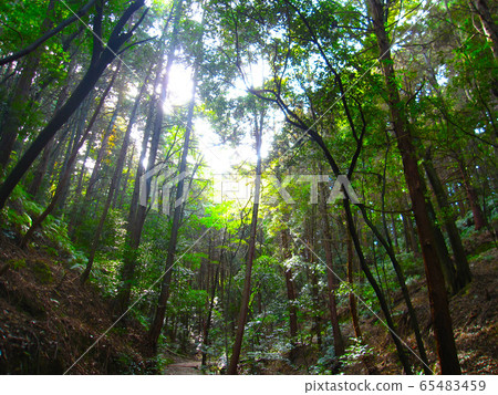 Forest Forest 65483459