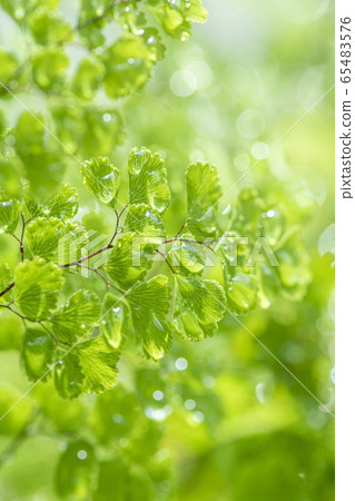 美麗的綠葉植物和水 65483576