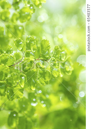 美麗的綠葉植物和水 65483577