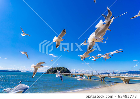 Black-headed gull Takeshima [Aichi Prefecture] 65483778