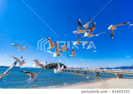 Black-headed gull Takeshima [Aichi Prefecture] 65483781