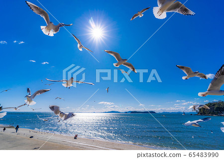 Black-headed gull Takeshima [Aichi Prefecture] 65483990
