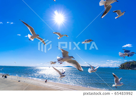 Black-headed gull Takeshima [Aichi Prefecture] 65483992