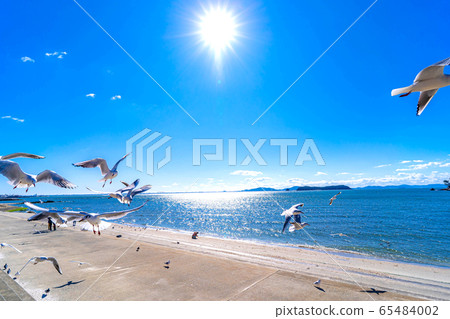 Black-headed gull Takeshima [Aichi Prefecture] 65484002