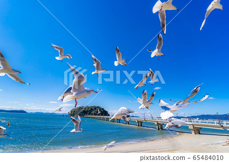 黑頭竹島[愛知縣] 65484010