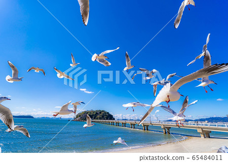 黑頭竹島[愛知縣] 65484011