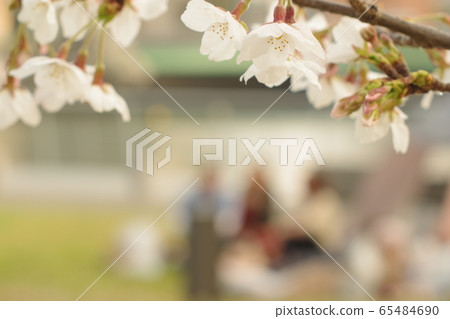 花視圖 花視圖 65484690