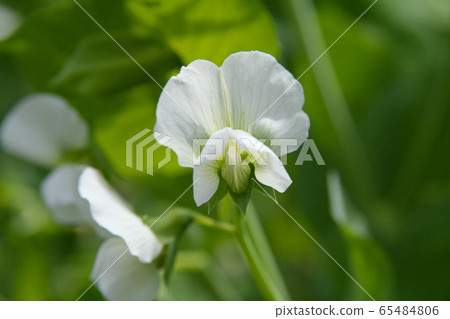 Silky flowers 65484806
