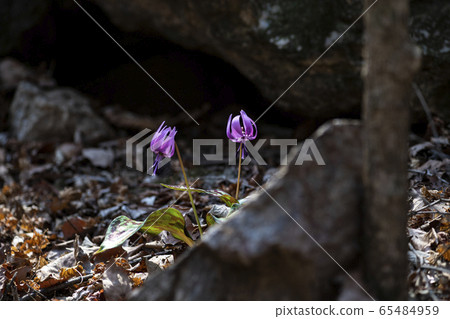 Korean Wild Flowers Korean Wild Flowers 65484959