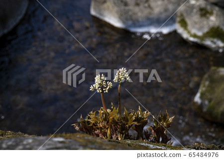 Korean Wild Flowers Korean Wild Flowers 65484976