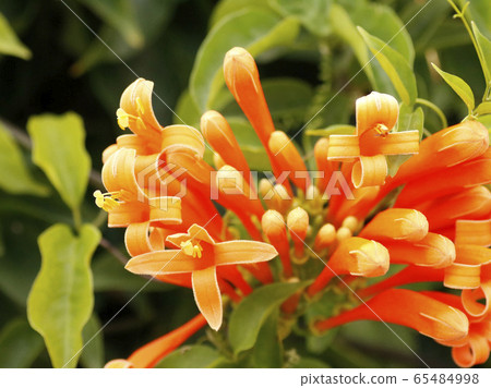 柑橘類水果花 65484998