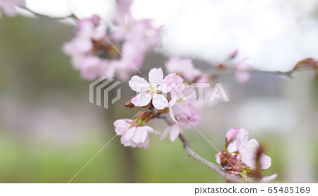 Cherry tree in full bloom  65485169