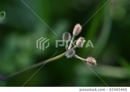 Royal lice seeds 65485468
