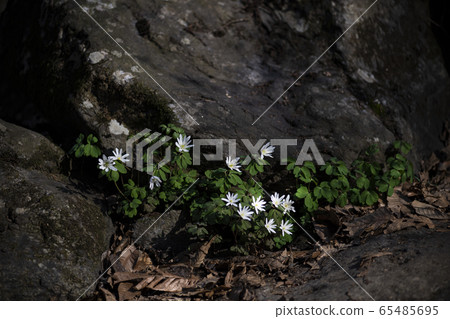 Korean Wild Flowers Korean Wild Flowers 65485695