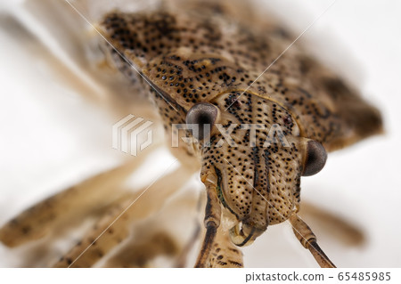 Ultra Macro Of Small Brown Stink Bug 65485985