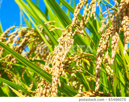 金黃的稻穀成熟了 金黃的稻穀成熟了 65486078