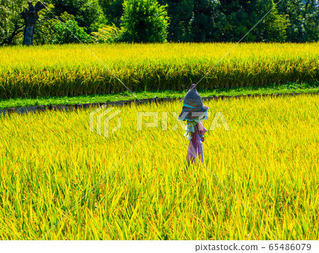 黃金稻草人 65486079