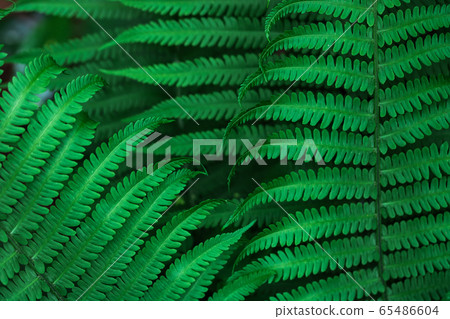 Kusasotetsu Kusasotetsu 65486604