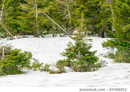 Around Mt. Zao in May, Shichigajuku Town, Miyagi Prefecture 65486852