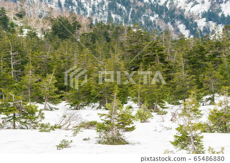 宮城縣七ga町五月藏王山周圍 65486880