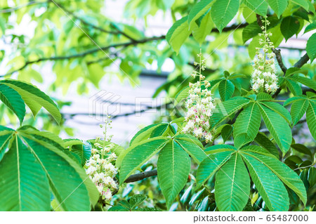 Tochi flower 65487000