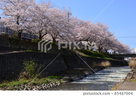 在Yutogawa河八王子市的櫻桃樹 65487004