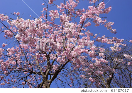 在Yutogawa河八王子市的櫻桃樹 65487017