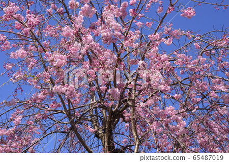 在Yutogawa河八王子市的櫻桃樹 65487019