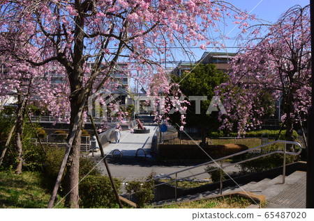 Cherry tree at Yutogawa River Hachioji City 65487020