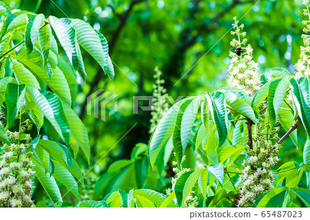 Tochi花 Tochi花 65487023