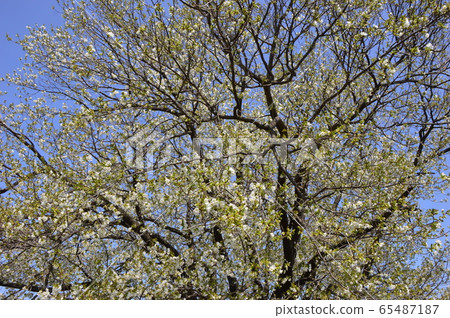 八王子市Katakura Tsudoi no Mori Park Spring 65487187