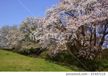 八王子市Katakura Tsudoi no Mori Park Spring 八王子市Katakura Tsudoi no Mori Park Spring 65487218