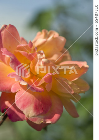 The name of this rose is Subunil de Anne Frank. The name of this rose is Subunil de Anne Frank. 65487510