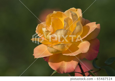The name of this rose is Subunil de Anne Frank. The name of this rose is Subunil de Anne Frank. 65487514