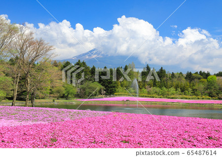 Fuji Shiba cherry tree 65487614