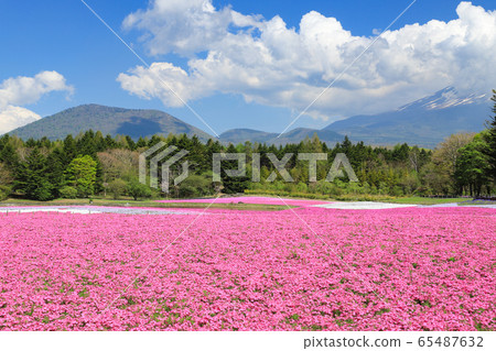 Fuji Shiba cherry tree Fuji Shiba cherry tree 65487632