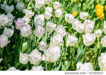 鬱金香領域 鬱金香領域 65488007