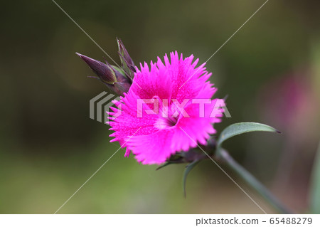 坎皮恩 坎皮恩 65488279