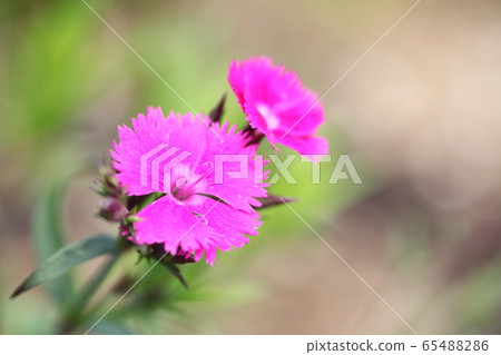 坎皮恩 坎皮恩 65488286