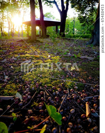 [茨城縣]山由里公園苔蘚夏天 65488453