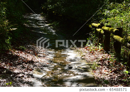 長沼公園八王子的春天 65488571