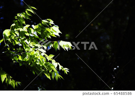 Fresh green 65488586