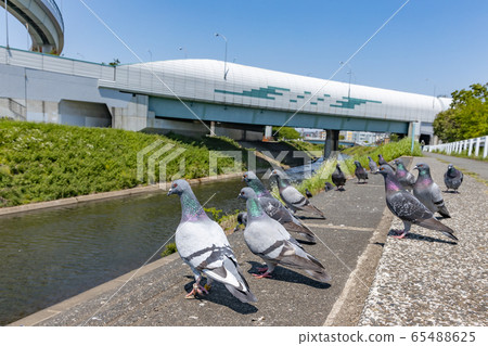Pigeons gathering on the bank along the river 65488625