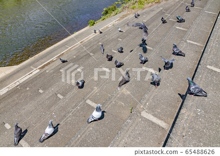 Pigeons gathering on the bank along the river Pigeons gathering on the bank along the river 65488626