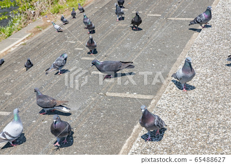 Pigeons gathering on the bank along the river 65488627
