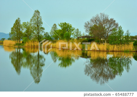 Waterside trees 65488777