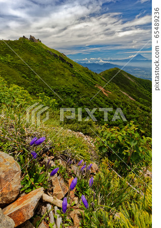 岩城京花草,八嶽山脈,公殿岳,富士山 岩城京花草,八嶽山脈,公殿岳,富士山 65489236